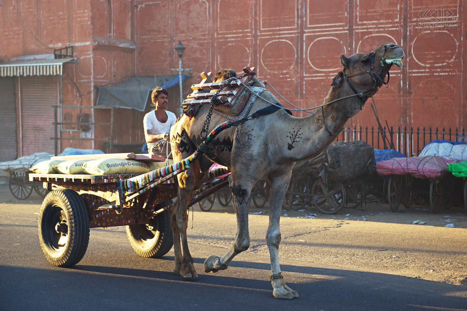 Jaipur - Camel  Stefan Cruysberghs